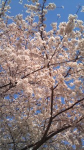 2012-04-09 15.27.222